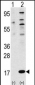 FAU Antibody (N-term)